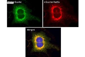Immunofluorescence (IF) image for anti-mScarlet antibody (ABIN7273089) (mScarlet anticorps)