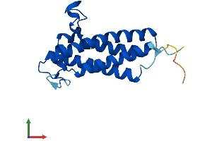 AlphaFold protein structure predicition of Human Recombinant VKORC1 Protein, UniprotID Q9BQB6