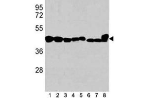 Western blot analysis of b-Actin antibody in 1) K562, 2) HL-60, 3) HeLa cell line, and mouse tissues 4) spleen, 5) liver, 6) mouse NIH3T3 cell lysate, 7) mouse cerebellum and 8) mouse brain tissue lysate