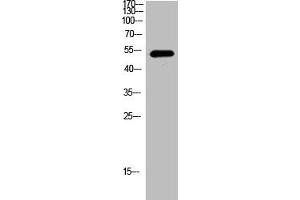 Western Blot analysis of mouse cells using NDR2 Polyclonal Antibody (STK38L anticorps  (C-Term))