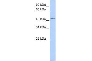 WB Suggested Anti-TRABD Antibody Titration:  0. (TRABD anticorps  (Middle Region))