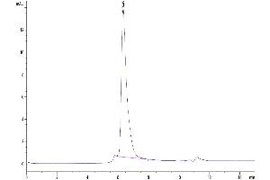 The purity of Human CD4 is greater than 95 % as determined by SEC-HPLC.