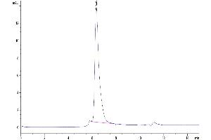 The purity of Human CD4 is greater than 95 % as determined by SEC-HPLC. (CD4 Protein (CD4) (AA 26-390) (Fc Tag))