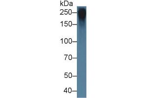 Detection of FBN1 in Rat Bone marrow lysate using Polyclonal Antibody to Fibrillin 1 (FBN1)