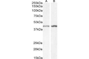 (ABIN185271) (1 μg/mL) staining of HeLa (A) and (2 μg/mL) NIH3T3 (B) cell lysate (35 μg protein in RIPA buffer).