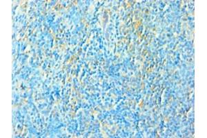 Immunohistochemistry of paraffin-embedded human tonsil tissue using ABIN7172534 at dilution of 1:100 (TFEB anticorps  (AA 1-220))