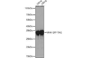 Western blot analysis of various lysates using HRP Rabbit Anti-Camelid VHH Antibody at 1:1000 dilution.