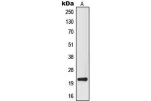 Western blot analysis of MRPL32 expression in HepG2 (A) whole cell lysates.