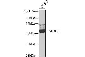 Western blot analysis of extracts of COS-7 cells, using SH3GL1 antibody (ABIN4905151) at 1:1000 dilution.