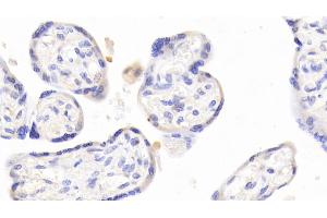 Detection of SLC39A7 in Human Placenta Tissue using Polyclonal Antibody to Solute Carrier Family 39, Member 7 (SLC39A7)