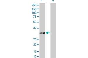 anti-SNRPN Upstream Reading Frame (SNURF) (AA 1-240) antibody