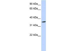 WB Suggested Anti-SEPT12 Antibody Titration: 0. (Septin 12 anticorps  (Middle Region))