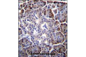 MYBPHL Antibody immunohistochemistry analysis in formalin fixed and paraffin embedded human pancreas tissue followed by peroxidase conjugation of the secondary antibody and DAB staining. (MYBPHL anticorps  (N-Term))