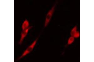 ABIN6274295 staining RAW264.