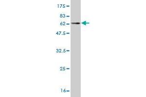 Western Blot detection against Immunogen (60.