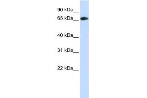 WB Suggested Anti-WDR21A Antibody Titration: 0. (DCAF4 anticorps  (Middle Region))