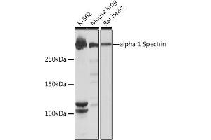 Western blot analysis of extracts of various cell lines, using alpha 1 Spectrin Rabbit mAb (ABIN7270517) at 1:1000 dilution. (SPTA1 anticorps)
