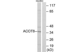 Western Blotting (WB) image for anti-Acyl-CoA Thioesterase 8 (ACOT8) (Internal Region) antibody (ABIN1850686) (ACOT8 anticorps  (Internal Region))