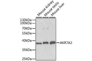 Western blot analysis of extracts of various cell lines, using AKR7A2 antibody. (AKR7A2 anticorps  (AA 100-359))