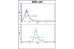 Flow cytometric analysis of widr cells using GSTP1 Antibody (C-term) Cat. (GSTP1 anticorps  (C-Term))
