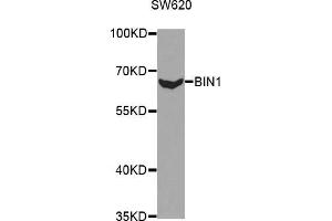 Western blot analysis of extracts of SW620 cells, using BIN1 antibody (ABIN5970905) at 1/1000 dilution. (BIN1 anticorps)