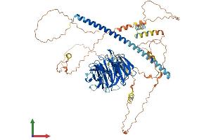 AlphaFold protein structure predicition of Human Recombinant STRN Protein, UniprotID O43815