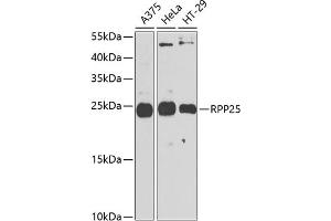 Western blot analysis of extracts of various cell lines, using RPP25 antibody (ABIN6133248, ABIN6147176, ABIN6147177 and ABIN6225317) at 1:1000 dilution. (RPP25 anticorps  (AA 1-199))