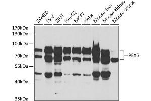 Western blot analysis of extracts of various cell lines, using PEX5 antibody (ABIN6133015, ABIN6145469, ABIN6145471 and ABIN6221464) at 1:1000 dilution. (PEX5 anticorps  (AA 1-260))