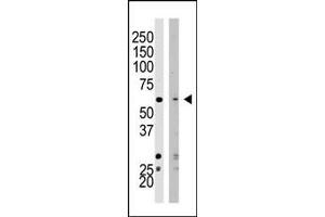 Western blot analysis of SET07 polyclonal antibody (ABIN387992 and ABIN2845267) in HeLa cell lysate (Lane 1) and NIH/3T3 cell lysate (Lane 2). (SETD8 anticorps  (N-Term))