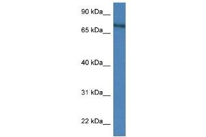 WB Suggested Anti-Xpnpep2 Antibody   Titration: 1.