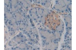 Detection of MAP4 in Rat Pancreas Tissue using Polyclonal Antibody to Microtubule Associated Protein 4 (MAP4)