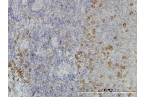 Immunoperoxidase of monoclonal antibody to SSR1 on formalin-fixed paraffin-embedded human tonsil. (SSR1 anticorps  (AA 33-286))