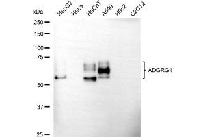 Western blotting analysis using ADGRG1 antibody (ABIN7798673). (GPR56 anticorps)