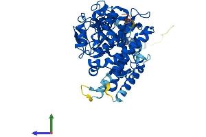 AlphaFold protein structure predicition of Human Recombinant CYP3A7 Protein, UniprotID P24462