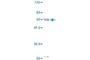 SDS-PAGE (SDS) image for Mortality Factor 4 Like 1 (MORF4L1) (AA 1-323) protein (GST tag) (ABIN1311162)