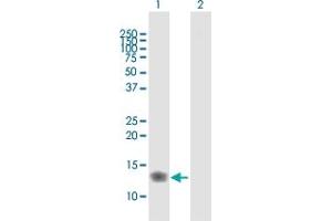 Western Blot analysis of IFITM3 expression in transfected 293T cell line by IFITM3 MaxPab polyclonal antibody. (IFITM3 anticorps  (AA 1-133))