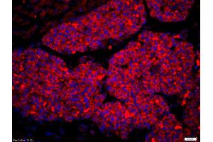 Formalin-fixed and paraffin-embedded mouse fetal liver labeled with Rabbit Anti-Amphiregulin Polyclonal Antibody, Unconjugatedused at 1:200 dilution for 40 minutes at 37°C.