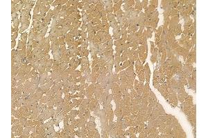 IPCEF1 Mouse Monoclonal Antibody at 1/100 staining rat heart tissue by IHC-P. (ICEF1 anticorps)