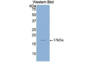 Detection of Recombinant LAMa1, Human using Polyclonal Antibody to Laminin Alpha 1 (LAMA1) (Laminin alpha 1 anticorps  (AA 2613-2746))