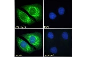 ABIN190911 Immunofluorescence analysis of paraformaldehyde fixed HeLa cells, permeabilized with 0. (TRAF2 anticorps  (C-Term))