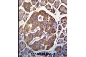 SCGN Antibody immunohistochemistry analysis in formalin fixed and paraffin embedded human pancreas tissue followed by peroxidase conjugation of the secondary antibody and DAB staining.