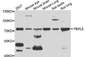 Western blot analysis of extracts of various cell lines, using FBXL5 antibody (ABIN1876803) at 1:1000 dilution. (FBXL5 anticorps)