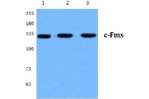 Western Blot analysis of c-Fms antibody at 1/500 dilution: Lane 1: HeLa cell lysate.