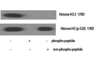 Western Blot (WB) analysis of specific cells using Phospho-Histone H3 (S28) Polyclonal Antibody.