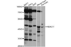 Western blot analysis of extracts of various cell lines, using HDAC11 antibody (ABIN5975404) at 1/1000 dilution. (HDAC11 anticorps)