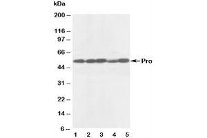 Western blot testing of anti-Caspase-8 antibody and Lane 1:  rat thymus (Caspase 8 anticorps  (AA 240-259))