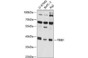 Western blot analysis of extracts of various cell lines, using TRIB1 antibody (ABIN6129151, ABIN6149494, ABIN6149495 and ABIN6214276) at 1:1000 dilution. (TRIB1 anticorps  (AA 203-372))