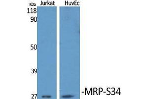 Western Blot (WB) analysis of specific cells using MRP-S34 Polyclonal Antibody.