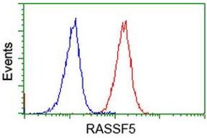 Image no. 3 for anti-Ras Association (RalGDS/AF-6) Domain Family Member 5 (RASSF5) antibody (ABIN1500615) (RASSF5 anticorps)