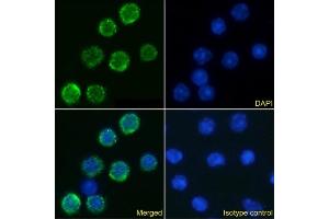 Immunofluorescence staining of mouse splenocytes using anti-IL-6R antibody D7715A7. (Recombinant IL-6 Receptor anticorps)